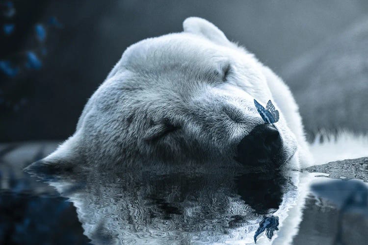 Polar Bear