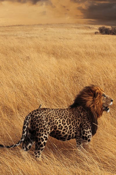 Milos Karanovic: Hybrid by Milos Karanovic