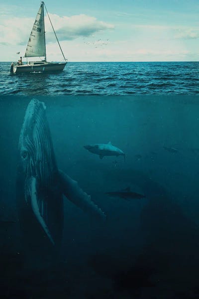 Milos Karanovic: Old Tom by Milos Karanovic