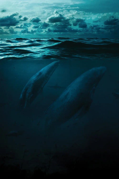Whales In Big Ocean by Milos Karanovic wall art