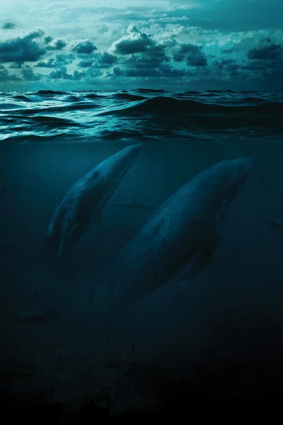 Milos Karanovic: Whales In Big Ocean by Milos Karanovic