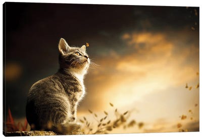 Cat Canvas Art Print - Animal & Pet Photography