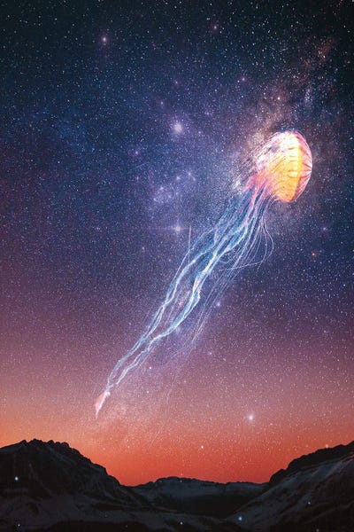 Milos Karanovic: Jelly Fish by Milos Karanovic