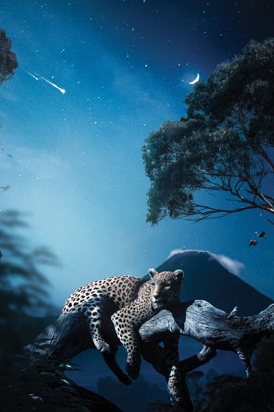 Milos Karanovic: Leopard At Night by Milos Karanovic