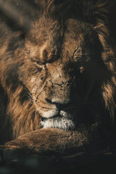 Milos Karanovic: Lion Sunshine by Milos Karanovic