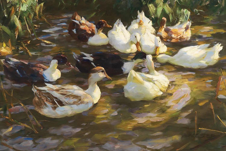 White Ducks In The Pond