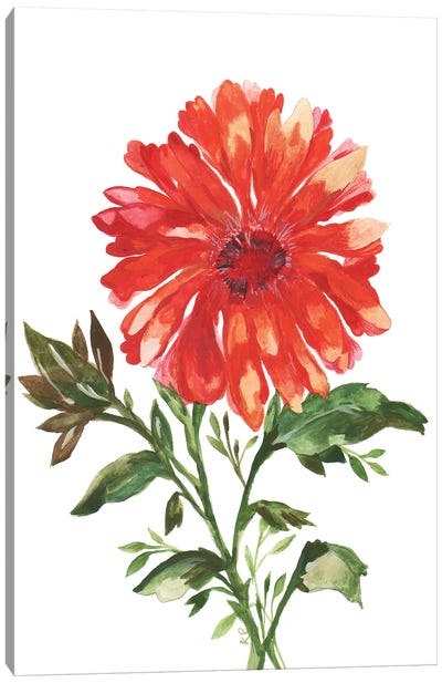 August Mum Canvas Art Print - Chrysanthemum Art