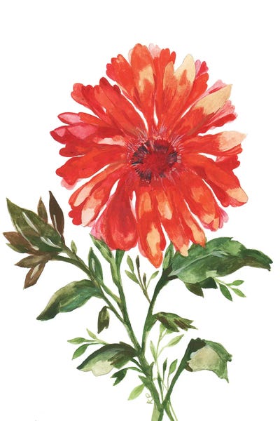 Chrysanthemums: August Mum by Kim Parker