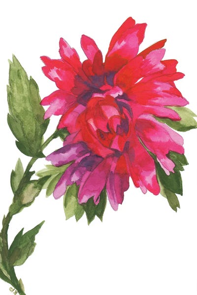 Dahlias: Wild Magenta Dahlia by Kim Parker