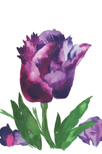 Tulips: Purple Tulip by Kim Parker
