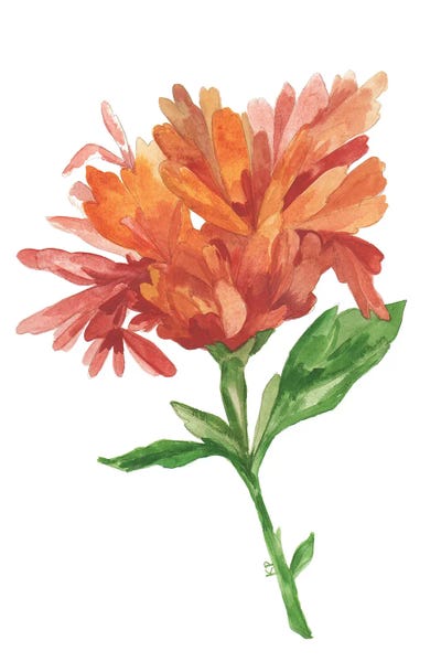 Dahlias: Wild Rust Dahlia by Kim Parker