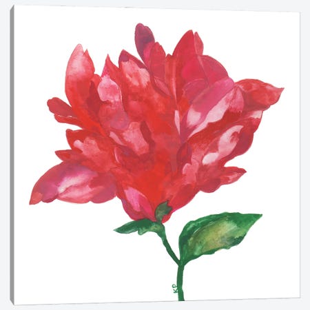 Red Magnolia Canvas Print #KPA202} by Kim Parker Canvas Print