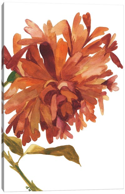 Wild Amber Dahlia Canvas Art Print - Dahlia Art