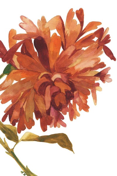 Dahlias: Wild Amber Dahlia by Kim Parker