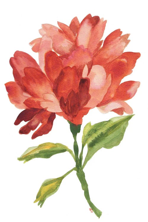 Rusty Rose Peony