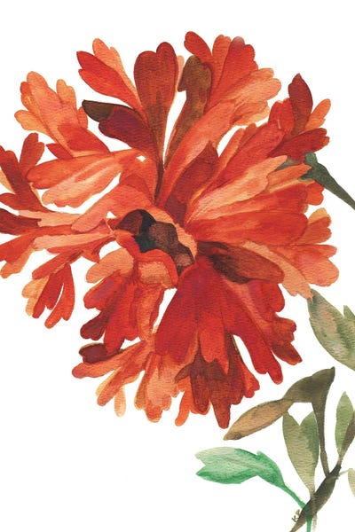 Dahlias: Wild Red Dahlia by Kim Parker