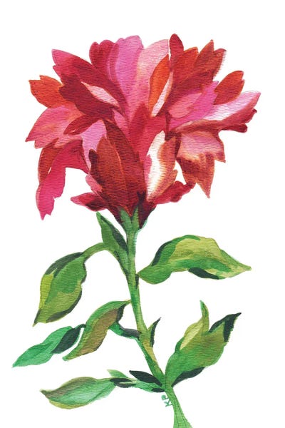 Irises: Cranberry Iris by Kim Parker