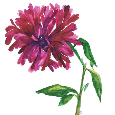 Magenta Magnolia by Kim Parker canvas print