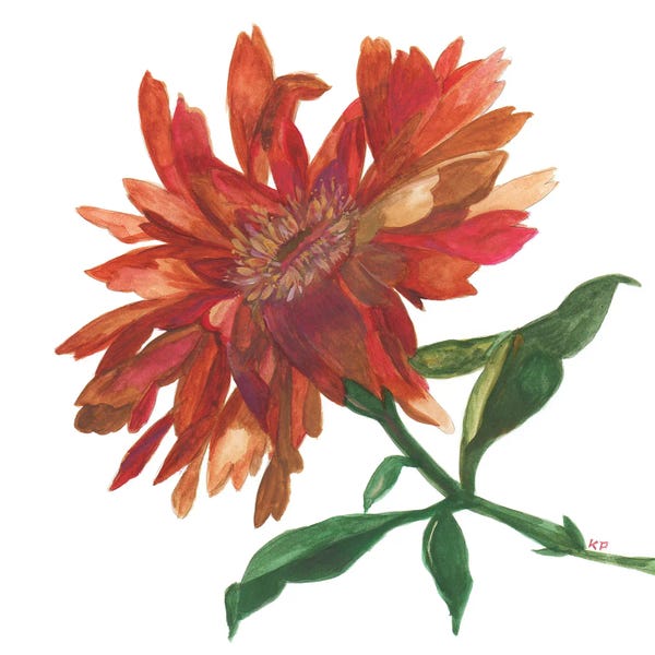 Zinnias: Autumn Zinnia by Kim Parker
