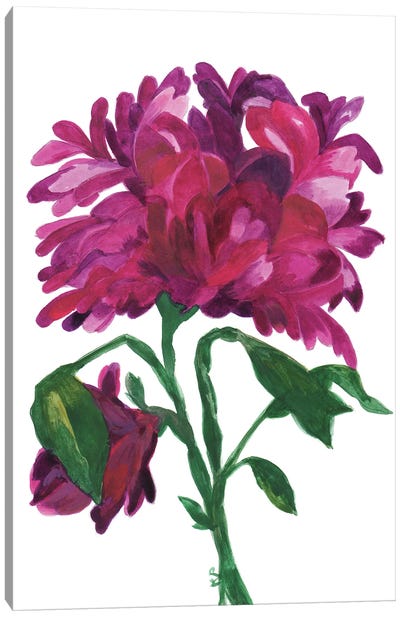 Violet Wild Zinnia Canvas Art Print - Kim Parker