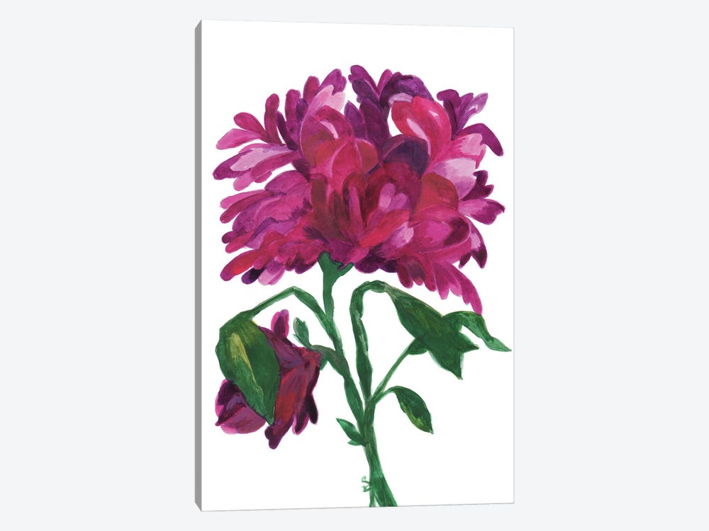 Violet Wild Zinnia by Kim Parker 1-piece Canvas Print