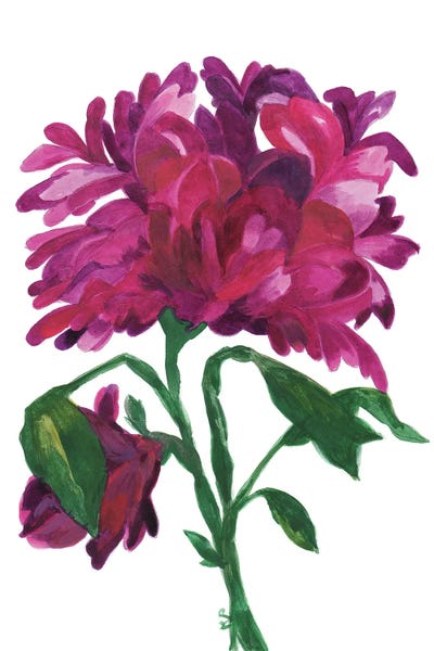 Zinnias: Violet Wild Zinnia by Kim Parker