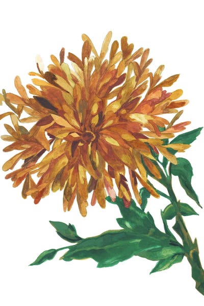 Amber Magnolia by Kim Parker art print