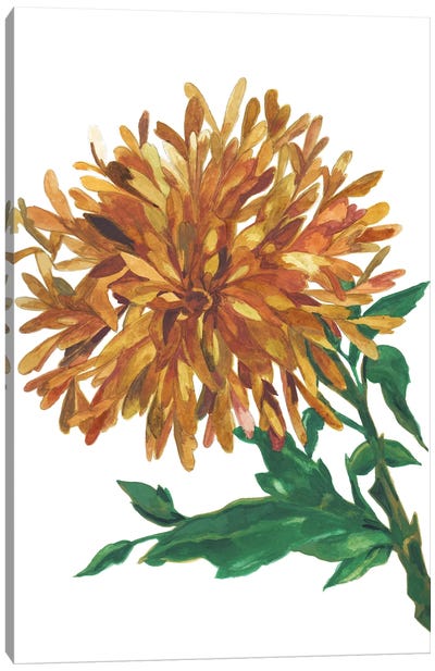 Amber Magnolia Canvas Art Print - Magnolia Art