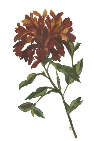 Irises: Autumn Iris by Kim Parker