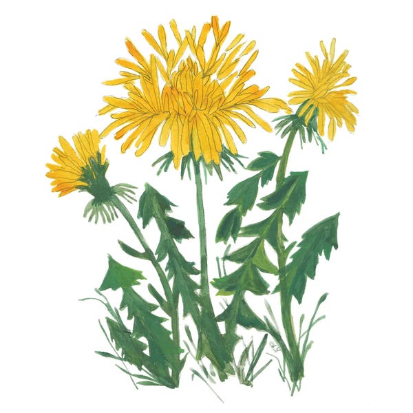Dandelions: Three Dandelions by Kim Parker