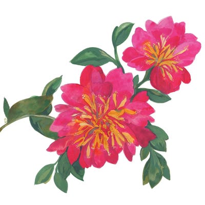 Camelias by Kim Parker framed canvas print