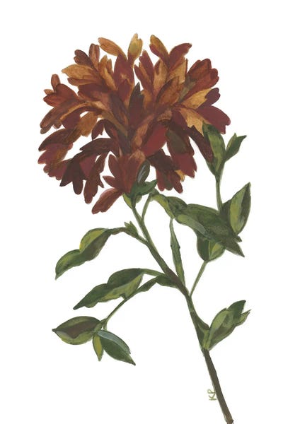 Irises: Amber Iris by Kim Parker