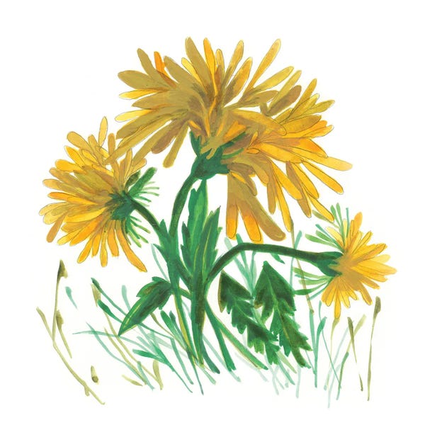 Dandelions: Dandelions II by Kim Parker