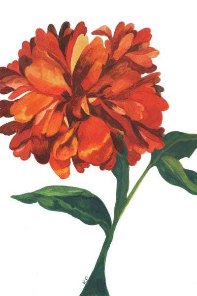 Wild Orange Dahlia by Kim Parker canvas print