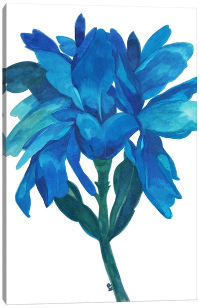 Aqua Iris Canvas Art Print - Kim Parker