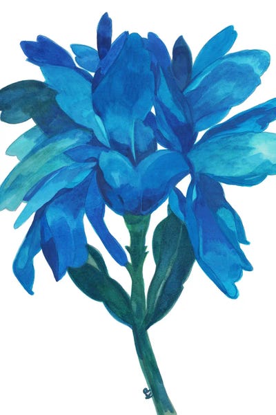 Irises: Aqua Iris by Kim Parker
