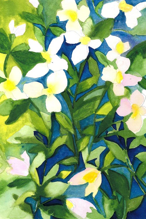 Japanese Anemones XXII