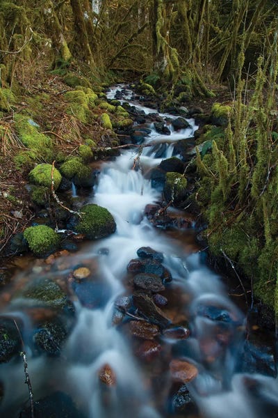Stream In The Rainforest Near Alice Lake Provincial Park, Squamish, British Columbia, Canada by Kristin Piljay framed wall art