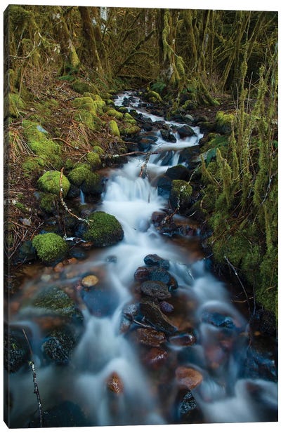 Stream In The Rainforest Near Alice Lake Provincial Park, Squamish, British Columbia, Canada Canvas Art Print - British Columbia Art