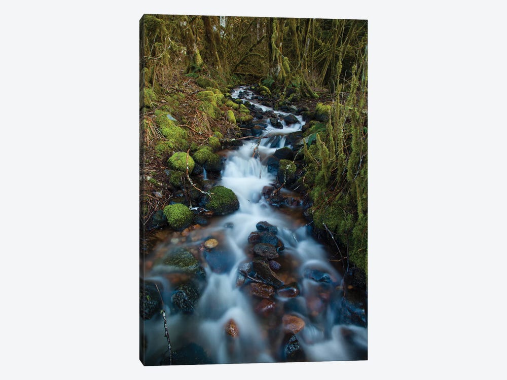 Stream In The Rainforest Near Alice Lake Provincial Park, Squamish, British Columbia, Canada by Kristin Piljay 1-piece Canvas Art