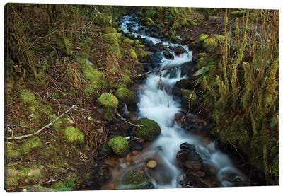 Stream In The Rainforest Near Alice Lake Provincial Park. Squamish, British Columbia, Canada. Canvas Art Print - British Columbia Art