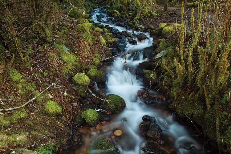 Stream In The Rainforest Near Alice Lake Provincial Park. Squamish, British Columbia, Canada.