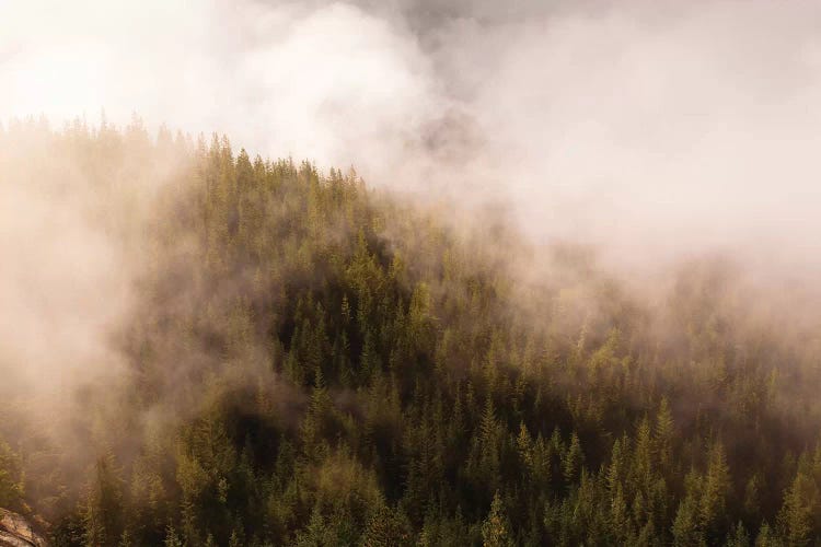 Mist Over The Trees In Squamish, British Columbia, Canada