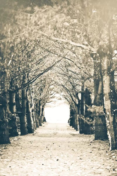 Woods by Kelly Poynter canvas print