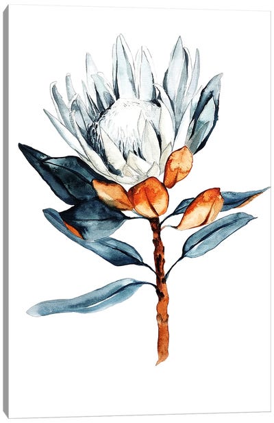 White King Protea Canvas Art Print - Karli Perold