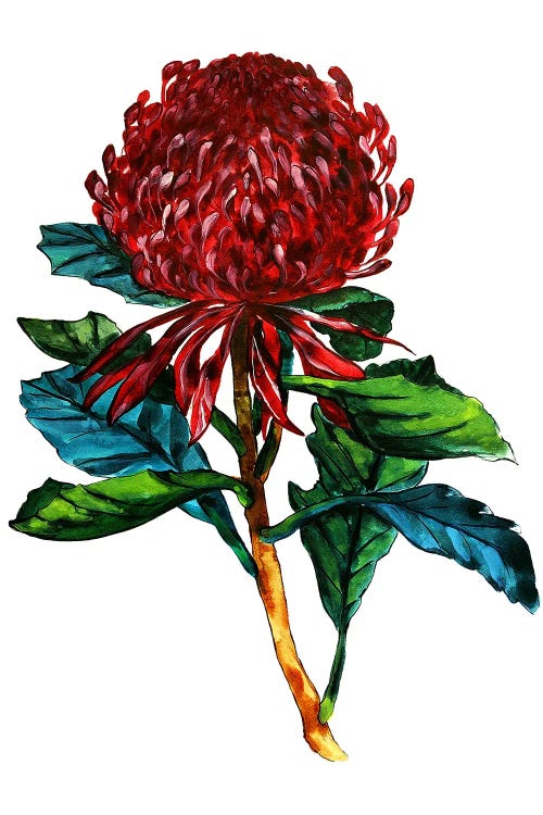 Australian Waratah by Karli Perold wall art