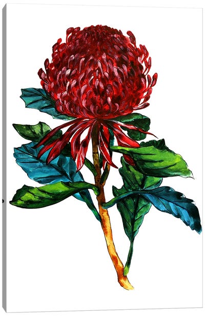 Australian Waratah Canvas Art Print - Karli Perold