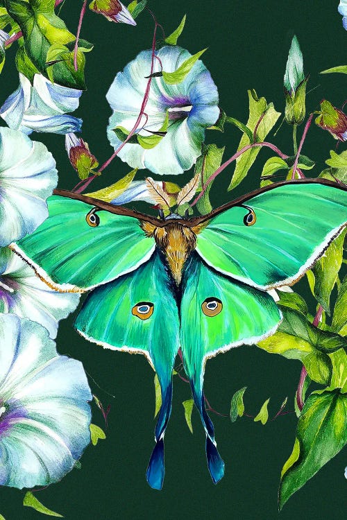 Moon Moth And Flowers