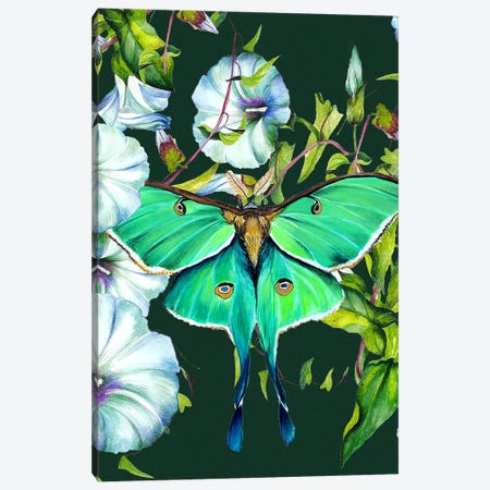 Moon Moth And Flowers Canvas Print #KPR114} by Karli Perold Art Print