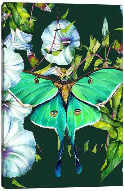 Moon Moth And Flowers Canvas Art Print - Karli Perold